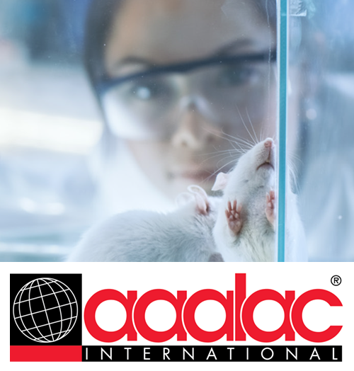 AAALAC scientist looking at lab mice